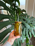 Amber monstera can glass